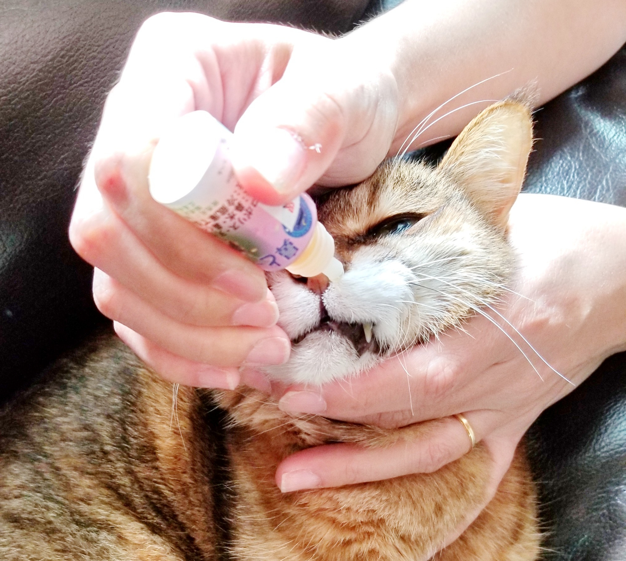 猫の鼻炎、鼻詰まりに「鼻とーる」使用した結果